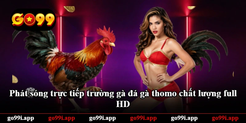 Phát sóng trực tiếp trường gà đá gà thomo chất lượng full HD